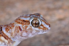 Chondrodactylus angulifer