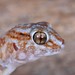 Common Giant Ground Gecko - Photo (c) Joubert Heymans, some rights reserved (CC BY-NC-ND), uploaded by Joubert Heymans