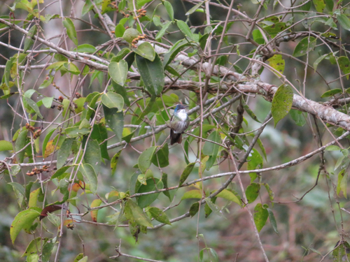 Azure-crowned Hummingbird (Saucerottia cyanocephala)