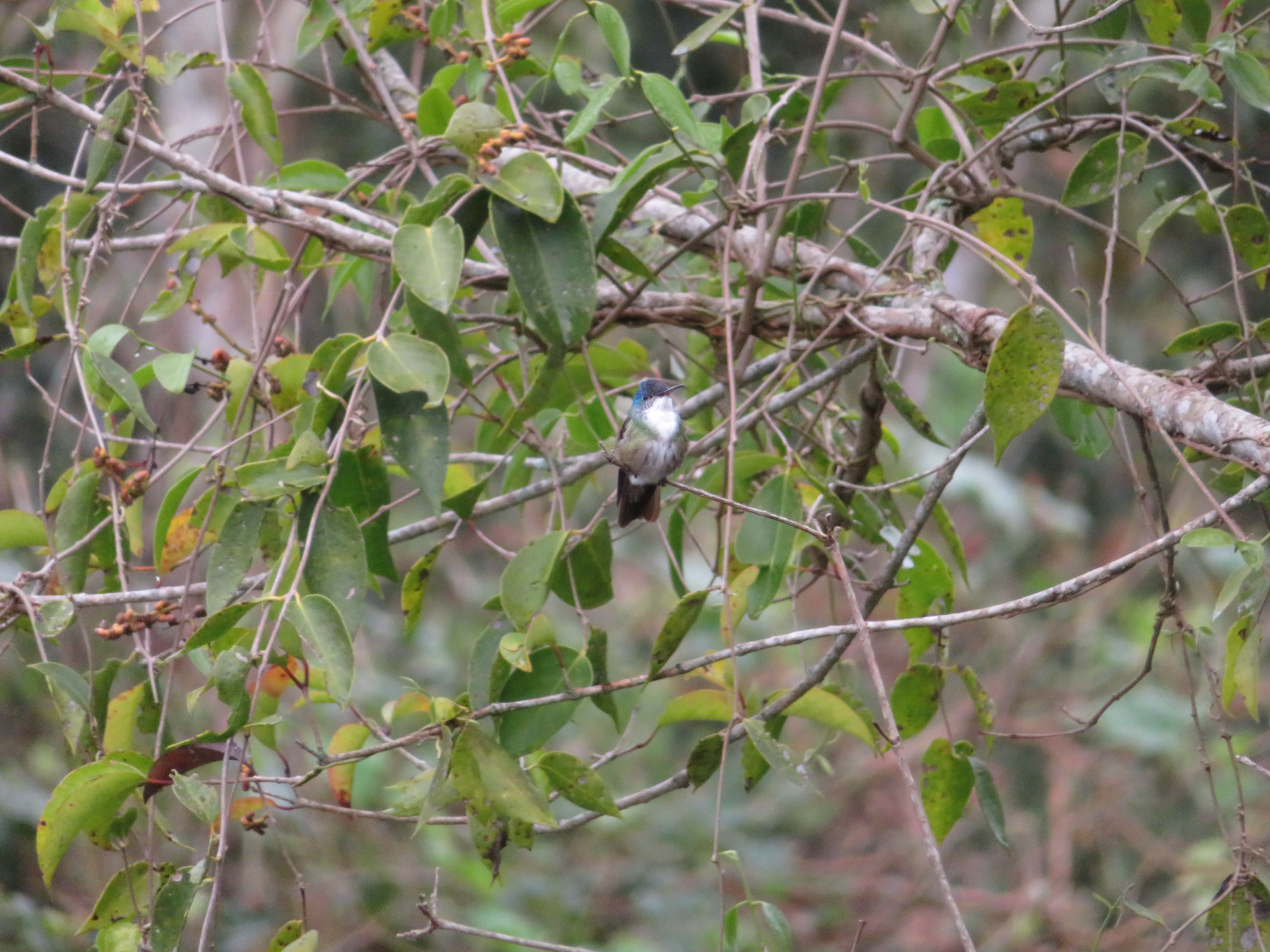 Azure-crowned Hummingbird (Saucerottia cyanocephala), photo 1