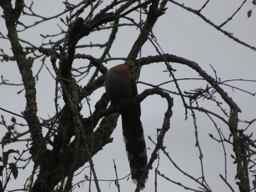 Common Squirrel Cuckoo (Piaya cayana), photo 6
