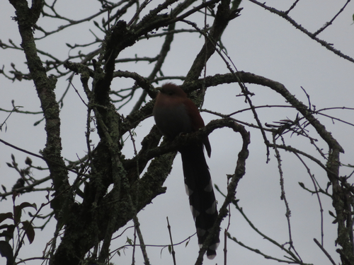 Common Squirrel Cuckoo (Piaya cayana), photo 5