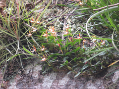Dinema polybulbon