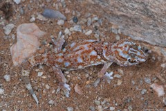 Chondrodactylus angulifer