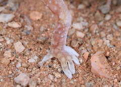 Chondrodactylus angulifer