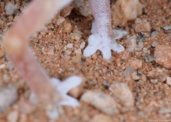 Chondrodactylus angulifer
