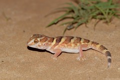 Chondrodactylus angulifer