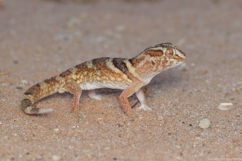 Chondrodactylus angulifer