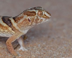 Chondrodactylus angulifer