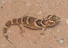 Chondrodactylus angulifer