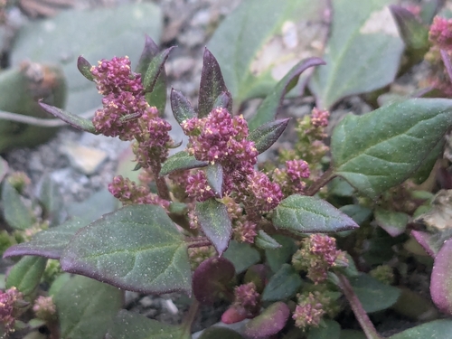Low Goosefoot (Oxybasis chenopodioides)