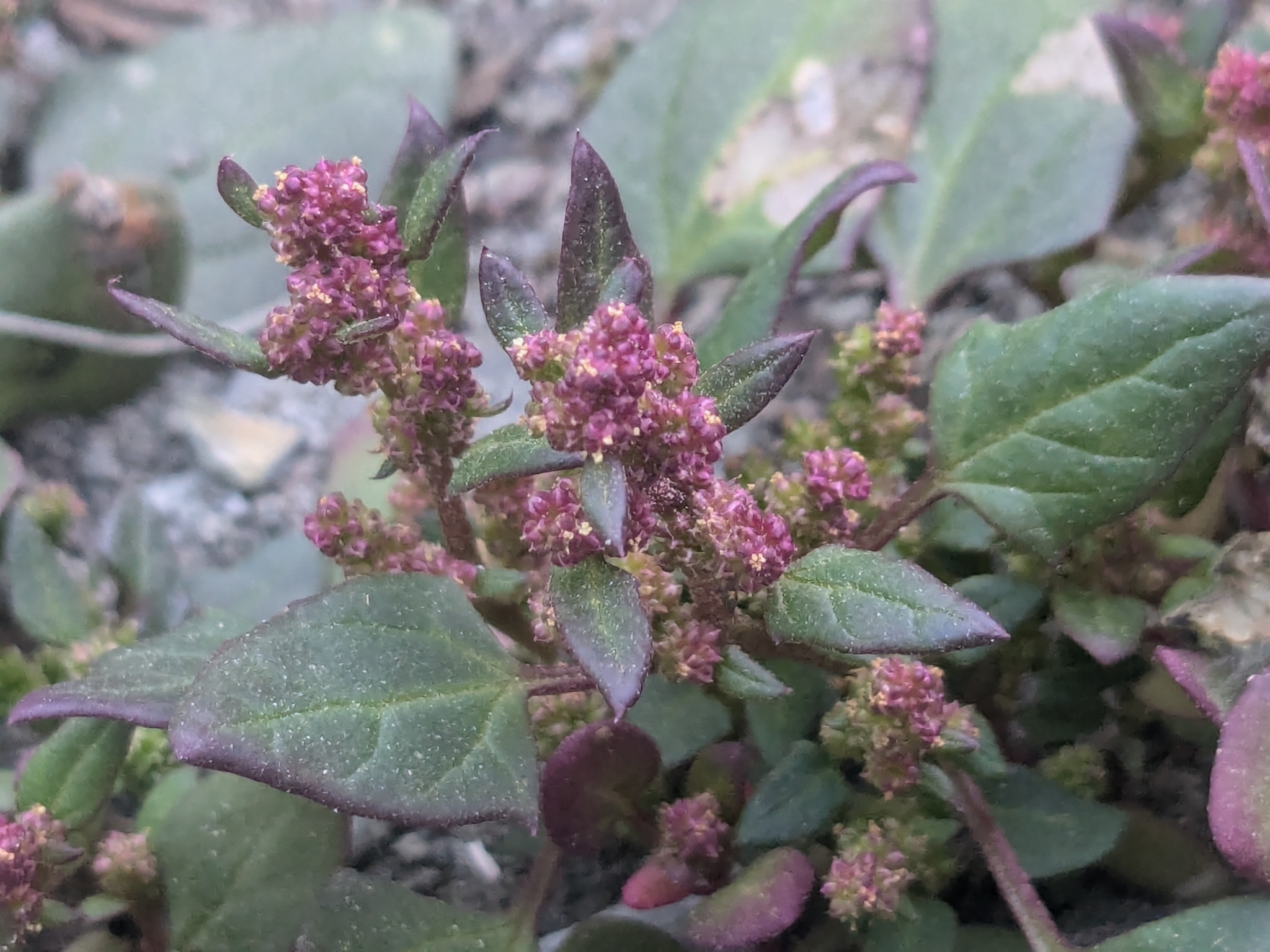 Low Goosefoot (Oxybasis chenopodioides)