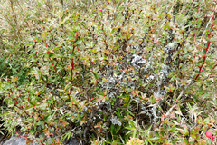 Berberis morrisonensis