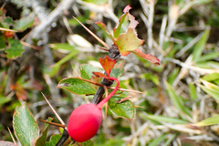 Berberis morrisonensis