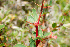 Berberis morrisonensis