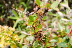 Berberis morrisonensis