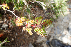 Rosa sericea morrisonensis