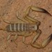 Rock Scorpions - Photo (c) Joubert Heymans, some rights reserved (CC BY-NC-ND), uploaded by Joubert Heymans