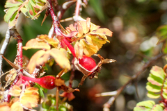 Rosa sericea morrisonensis