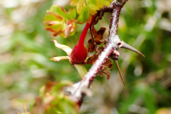 Rosa sericea morrisonensis