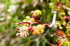 Rosa sericea morrisonensis