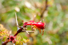 Rosa sericea morrisonensis