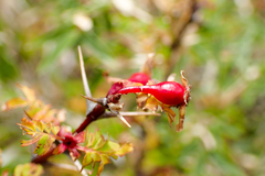 Rosa sericea morrisonensis