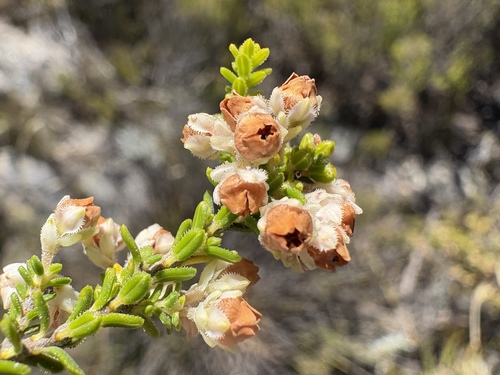 Frill Heath (Erica fimbriata)