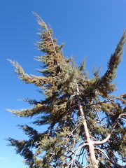 Cupressus stephensonii