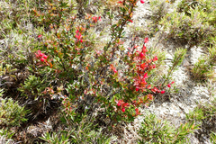 Berberis morrisonensis