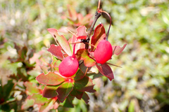 Berberis morrisonensis