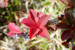 Berberis morrisonensis