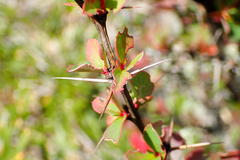 Berberis morrisonensis