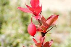 Berberis morrisonensis