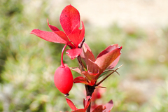 Berberis morrisonensis