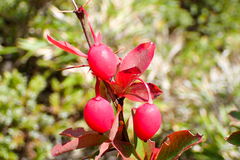 Berberis morrisonensis