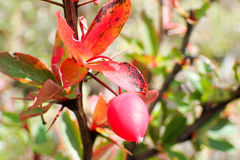 Berberis morrisonensis