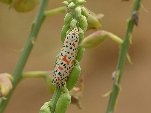 Crotalaria moth