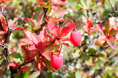 Berberis morrisonensis