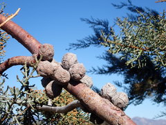 Cupressus stephensonii