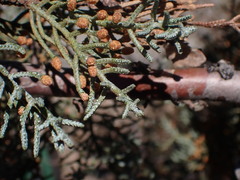 Cupressus stephensonii