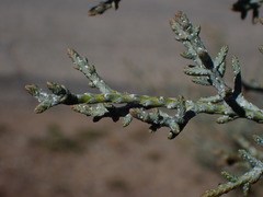 Cupressus stephensonii