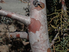 Cupressus stephensonii