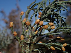 Cupressus stephensonii