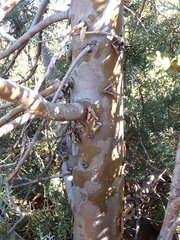Cupressus stephensonii