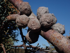 Cupressus stephensonii