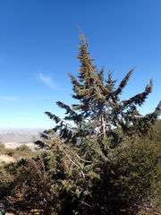 Cupressus stephensonii