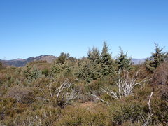 Cupressus stephensonii
