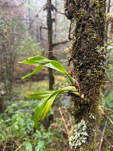 Prosthechea vitellina, photograph 1