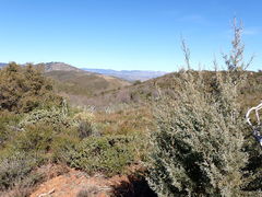 Cupressus stephensonii